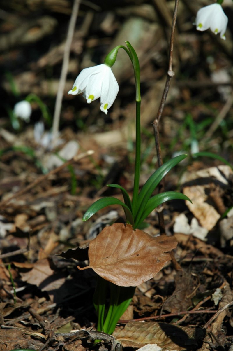 Campanellino di primavera & Campanellino estivo